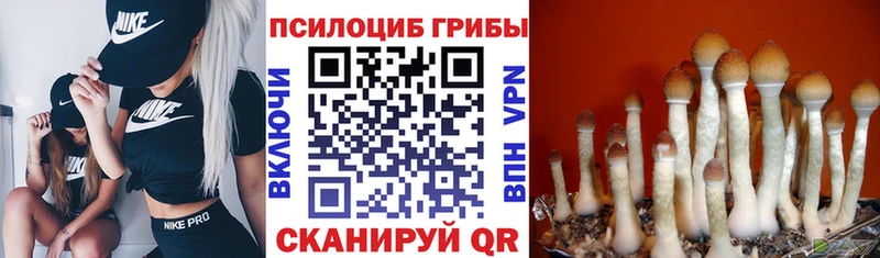 MEGA как войти Великий Устюг Псилоцибиновые грибы Psilocybine cubensis купить